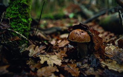 Le cèpe, une merveilleuse apparition